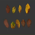 Colorful Autumn Leaves With Various Red Yellow Orange Green Tones On Dark Background