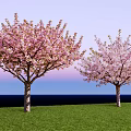 Cherry Trees With Pink Blossoms Standing On Green Grass Against Blue Sky