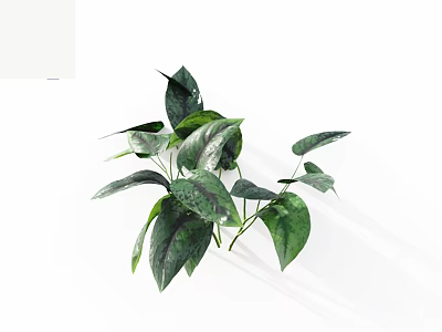 Lush Green Indoor Plant With Shiny Spotted Leaves For Home Decoration 3d model