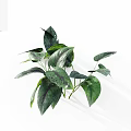 Lush Green Indoor Plant With Shiny Spotted Leaves For Home Decoration