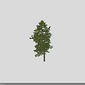 Three Lush Green Arbor Trees with Healthy Trunk and Dense Foliage