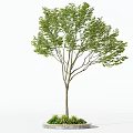 Lush Green Arbor with Straight Trunk and Circular Base Surrounding Small Plants