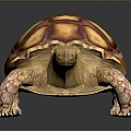 Turtle Turtle Cartoon Turtle Snapping Turtle Chickbill Turtle Reptile Cold Blooded Animal Reptile Reptile Class 3d model