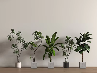 Various Bonsai Potted Plants With Green Leaves On Wooden Floor And Light Wall 3d model