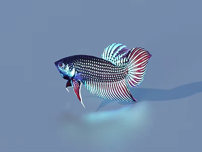Iridescent Aquatic Fish With Vibrant Fins Shiny Scales On Smooth Surface And Shadow 3d model