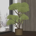 Bonsai Plant in Brown Pot by Large Window with Wooden Wall and Snowy Trees Outside