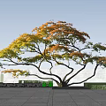 Tall Arbor With Yellow And Orange Leaves And Curved Branches Against Blue Sky