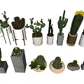 Various Potted Cactus Plants With Yellow Flowers In White Gray And Woven Pots