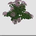 Stunning Lush Blooming Hydrangea With Pink Flowers And Fresh Green Leaves