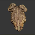 Brown and Yellow Toad With Bumpy Skin On Dark Background And Reflection