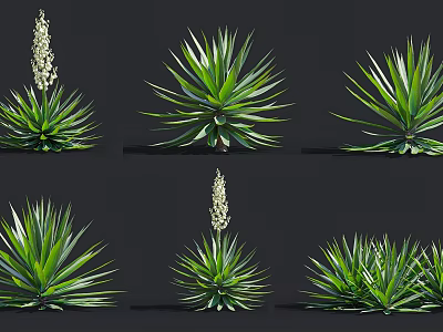 Green Agave Shrubs With Long Leaves And Flower Stalks In Different Growth Stages 3d model