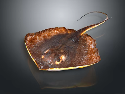 Brown Ray Displaying Flat Body Long Tail And Two Visible Eyes 3d model