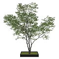Potted Arbor Tree with Green Leaves and Elegant Branches in Black Planter