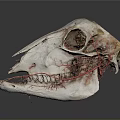Detailed Animal Skull Adorned With Red Threads On Dark Reflective Surface 3d model