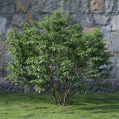 Lush Green Shrub With Dense Foliage And Multiple Stems Against Stone Wall Background 3d model