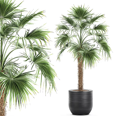 Lush Green Palm Tree Potted Plants With Black Pot For Indoor Decoration 3d model