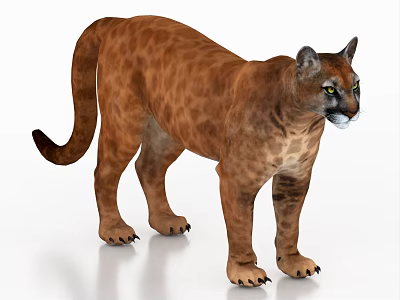 Realistic 3D Rendered Cougar With Brown Fur Standing On White Background 3d model