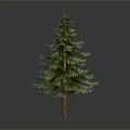 Lush Green Pine Tree With Brown Trunk In Dark Background 3d model