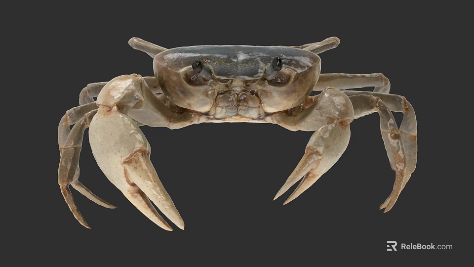 Detailed Brown Crab With Large Claws And Legs As Aquatic Animal 3d model 