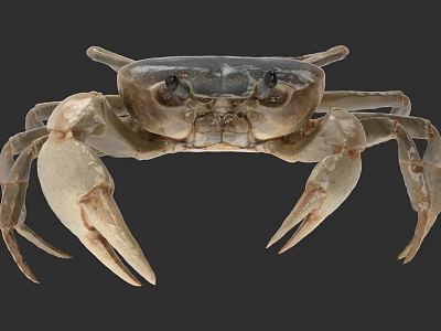 Detailed Brown Crab With Large Claws And Legs As Aquatic Animal 3d model