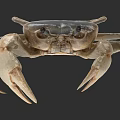 Detailed Brown Crab With Large Claws And Legs As Aquatic Animal