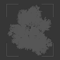 Large Olive Tree with Lush Green Foliage and Twisted Trunk Featuring Human Silhouette for Scale