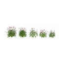 Garden Ornamental Plants Showcasing Green Foliage And White Flower Spikes For Landscaping