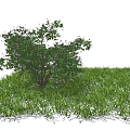 Lush Green Leaves and Purple Small Flowers on Tree Surrounded by Green Grass