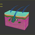 Detailed Scalp Anatomy Showing Hair Follicles Skin Layers And Hair Strands Structure