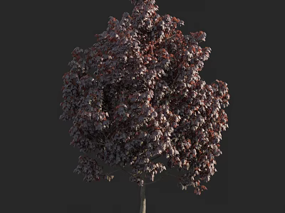 Lush Ornamental Arbor with Reddish Purple Leaves and Full Lush Canopy 3d model