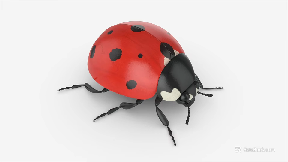 Ladybug Flying Insect With Red Shell Black Spots And Detailed Close Up View 3d model 