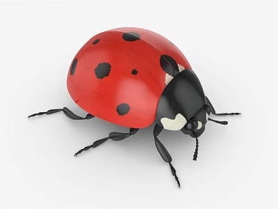 Ladybug Flying Insect With Red Shell Black Spots And Detailed Close Up View 3d model