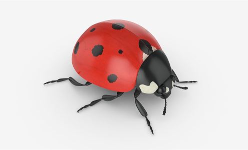 Modern Coccinella septempunctata 3d model