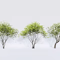 2D plant modeling tree inclined floating tree landscape tree arbor 3d model