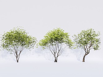 2D plant modeling tree inclined floating tree landscape tree arbor 3d model