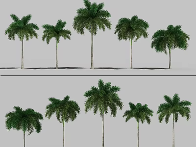 Modern Tree Palm Tree 3d model