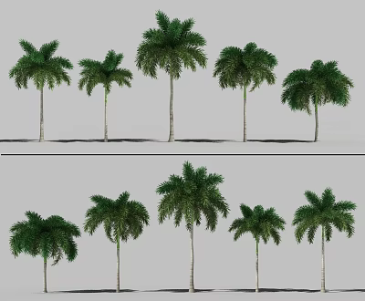Various Types of Palm Trees in Different Sizes for Landscape 3d model