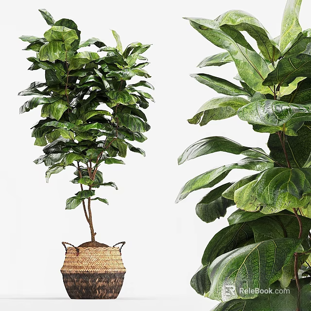 Indoor Bonsai Plant With Lush Green Broad Leaves In Woven Basket Pot 3d model 