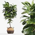 Indoor Bonsai Plant With Lush Green Broad Leaves In Woven Basket Pot