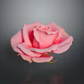 Beautiful Pink Rose with Fresh Petals and Water Droplets on Gray Background