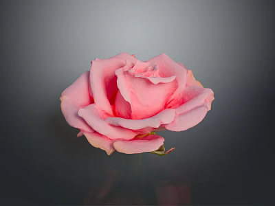 Beautiful Pink Rose with Fresh Petals and Water Droplets on Gray Background 3d model
