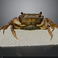 Close Up View Of Brown Crab On White Foam Base With Dark Background