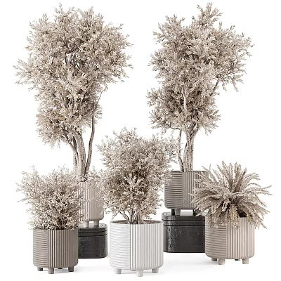 Lush Bonsai Potted Plants In Metallic Containers With Various Heights And Natural Shapes 3d model