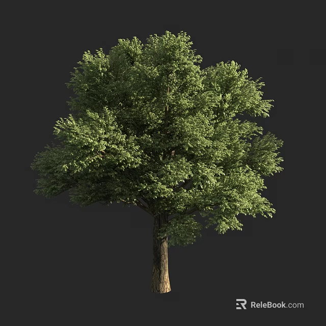 Lush Green Arbor With Thick Trunk And Dense Foliage Isolated On Dark Background 3d model