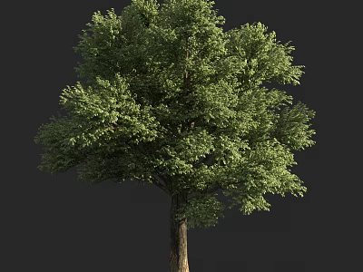 Lush Green Arbor With Thick Trunk And Dense Foliage Isolated On Dark Background 3d model