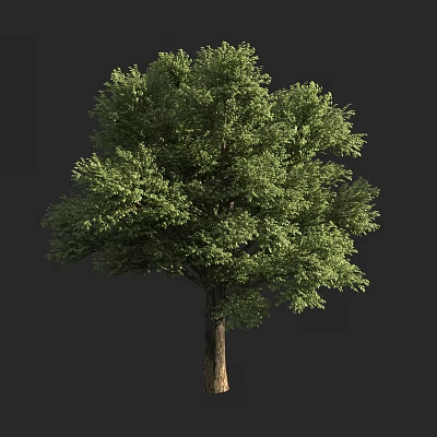 Lush Green Arbor With Thick Trunk And Dense Foliage Isolated On Dark Background 3d model