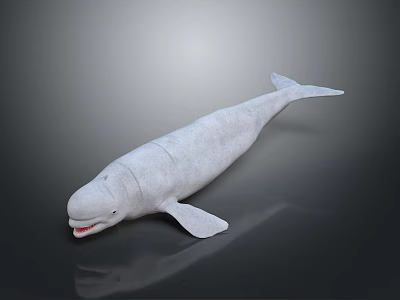 White Beluga Whale Model With Open Mouth Streamlined Body And Fins On Dark Background 3d model