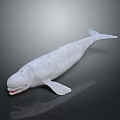 White Beluga Whale Model With Open Mouth Streamlined Body And Fins On Dark Background