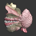 Detailed Oral Anatomy Model Showing Teeth Gums Jaw And Bone Structure