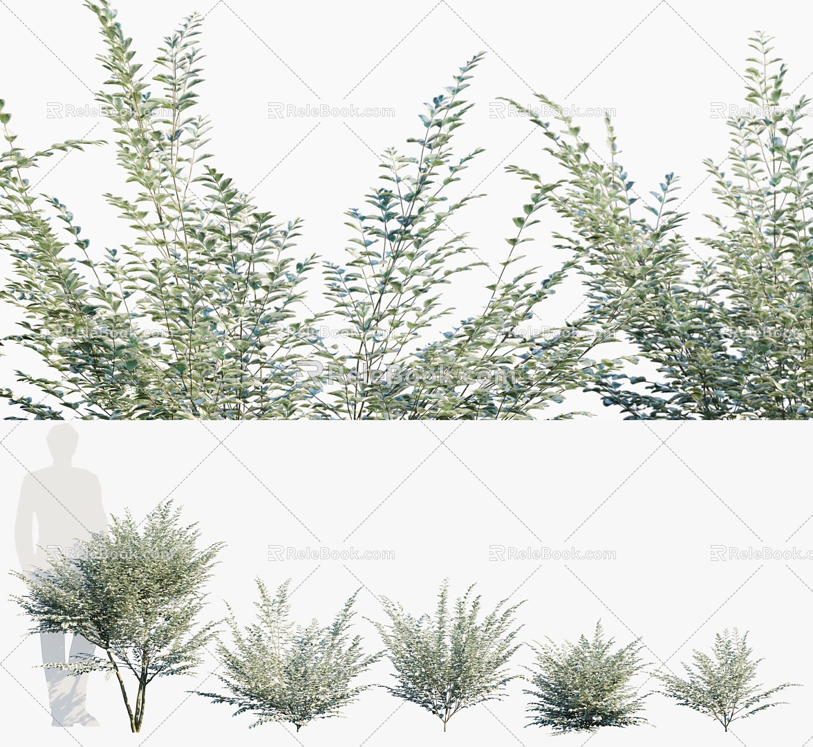 Modern Shrub Yinji Small Wax Shrub Plant Flora Ligustrum 3d model